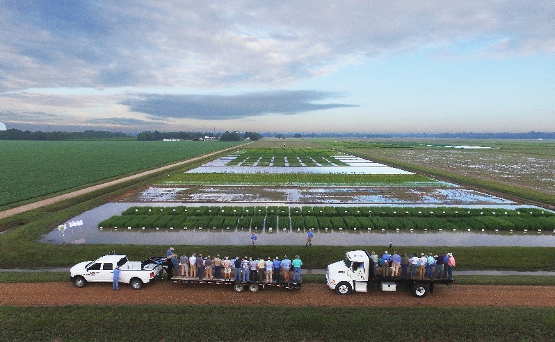 Rice field with trucks on the roadjpg